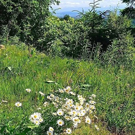 Sonnenmatt